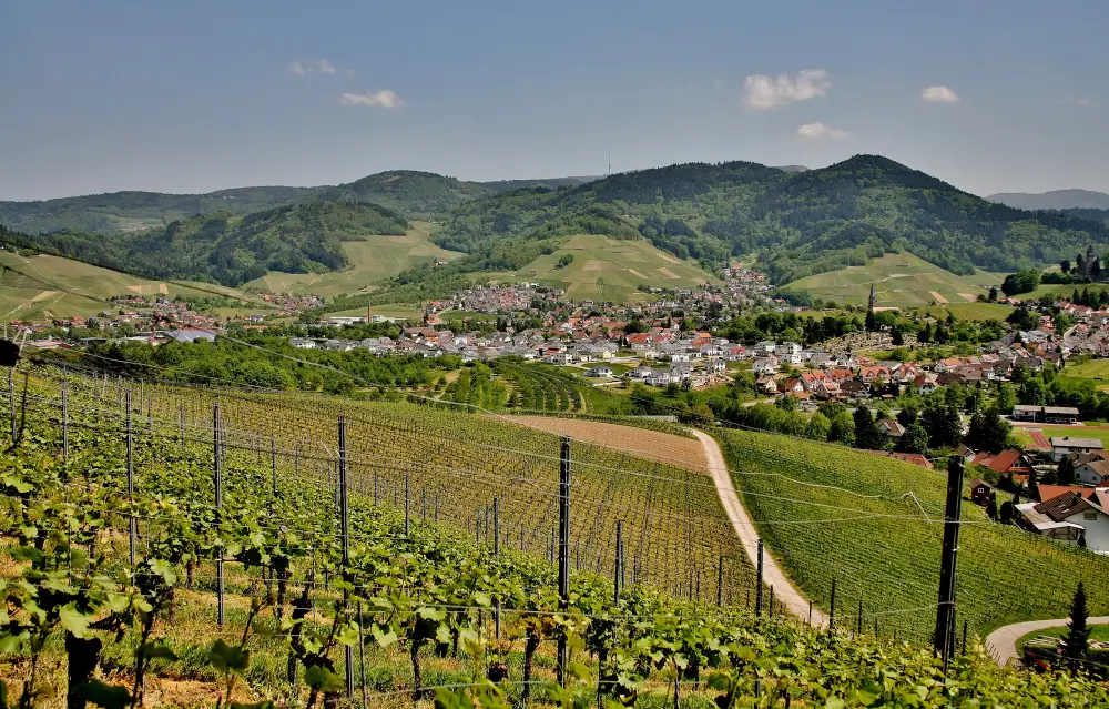 beautiful-shot-sunny-hilly-green-vineyards-with-background-town-kappelrodeck (2)